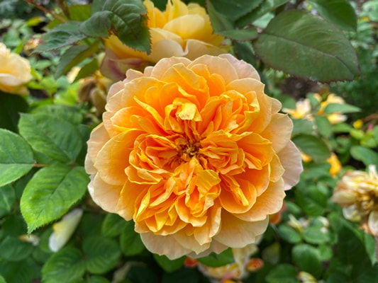 The yellow blend colored Large-Flowered Climber rose named The Impressionist.