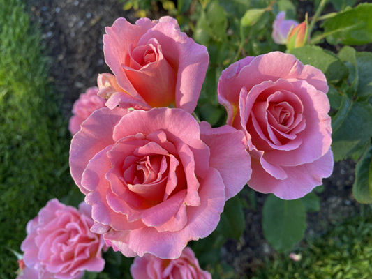 The pink blend colored Hybrid Tea rose named Tiffany.
