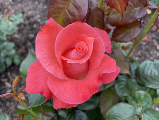 The orange pink colored Hybrid Tea rose named Touch of Class.