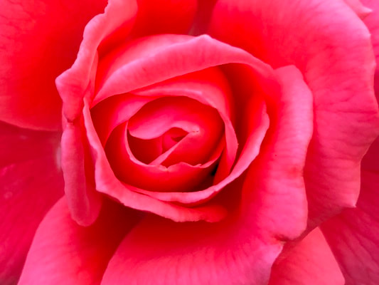 The orange red colored hybrid tea rose named Tropicana.