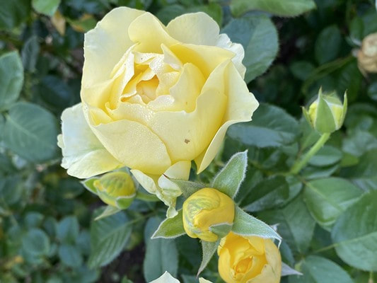 The medium yellow colored Floribunda rose named Walking on Sunshine.