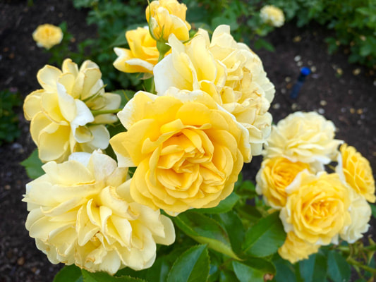 The medium yellow colored shrub rose named Yellow Brick Road.