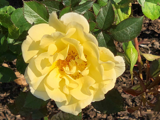 The medium yellow colored shrub rose named Yellow Submarine.